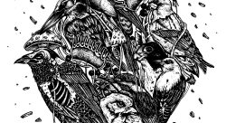 Birds - Laura Schneider-illustrateur